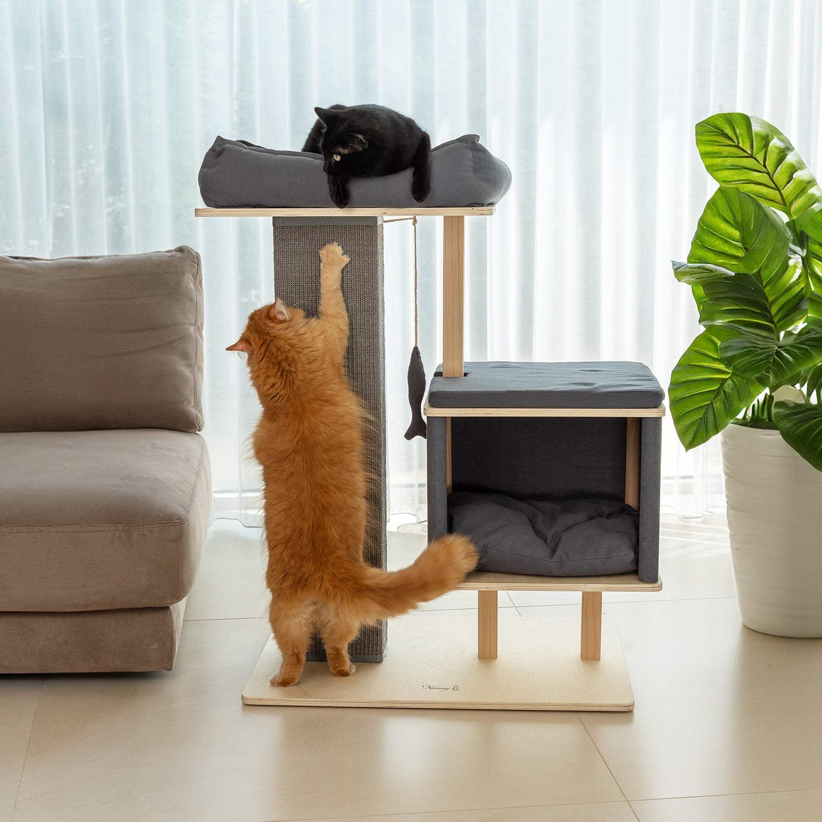 Sammy kratzt am 90cm Kratzstamm voll ausgestreckt, Nero liegt am XL Katzenbett.